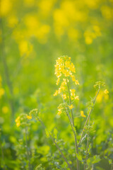 Obraz premium 菜の花で黄色に染まる大分県長崎鼻の春風景