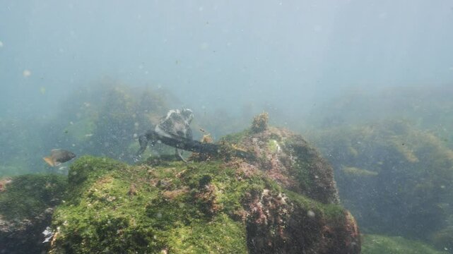 Diving Iguana, Godzilla Iguana swimming underwater and going up to the surface to breath in the Galapagos Islands, Ecuador