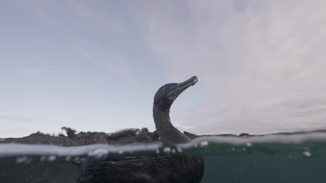 Cormorant - Close half underwater shot of a swimming flightless Cormorant in the Galapagos Islands, Ecuador, slow motion shot