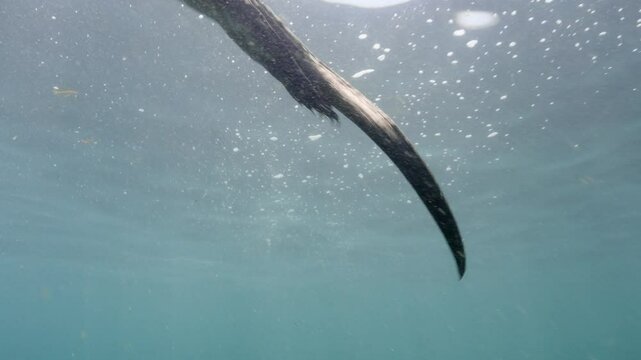 Diving Iguana, Godzilla Iguana diving and swimming up to the surface to breath in the Galapagos Islands, Ecuador - underwater shot