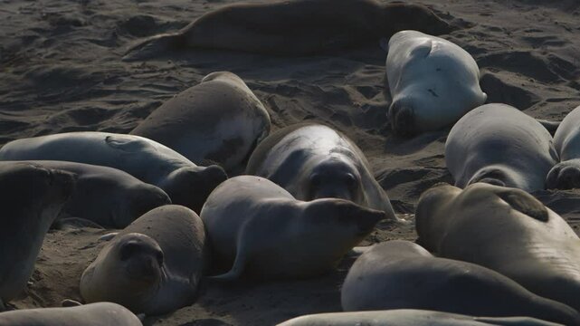 A sea lion yawns while others nap around it.