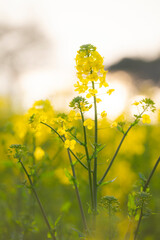 夕日に染まる菜の花