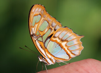Malachitfalter - Malachite