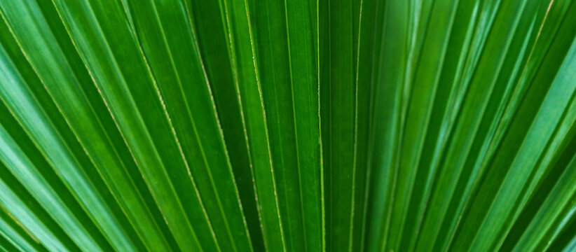 Panoramic background of tropical green palm leaf pattern close-up in the background.