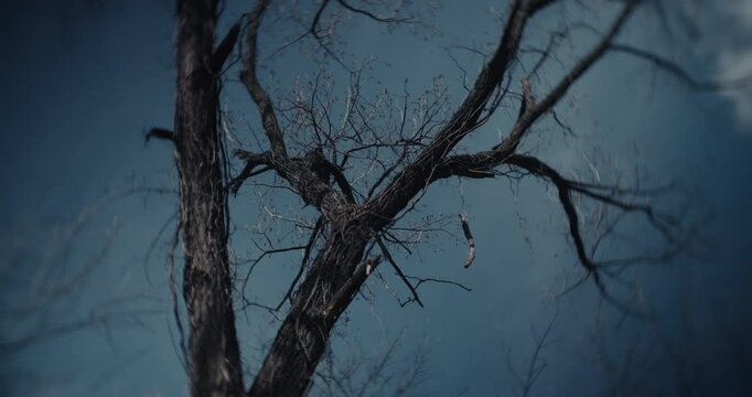 Mangled dead trees in a cold ominous forest 