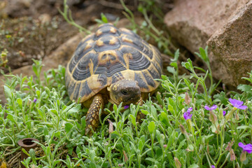 Landschildkröte beim Krabbeln
