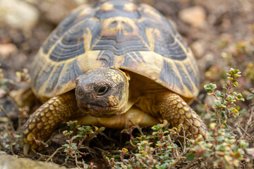Landschildkröte genießt die Sonne