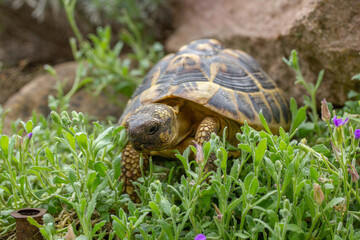 Landschildkröte auf der Suche nach Fressen