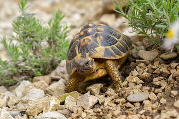 Landschildkröte erkundet ihr Habitat