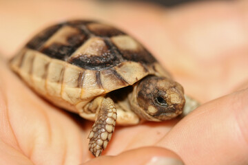 Kleine Breitrandschildkröte auf der Hand