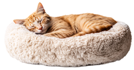 Cute cat sleeping in a soft, fluffy, furry bed, isolated on a transparent background