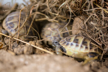 Kleine Schildkröte beim Unterschlupf