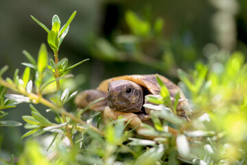 Kleine Schildkröte klettert über einen Strauch