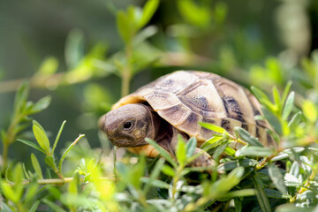 Kleine Schildkröte klettert über Strauch