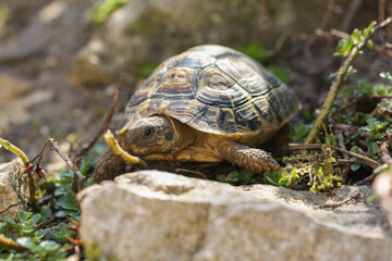 Kleine Schildkröte beim Erkunden der Umgebung