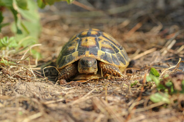 Schildkröte macht kleine Pause in der Sonne