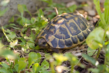 Ängstliche Schildkröte