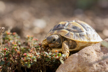 Babyschildkröte genießt die Sonne