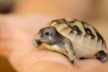 Babyschildkröte auf der Hand