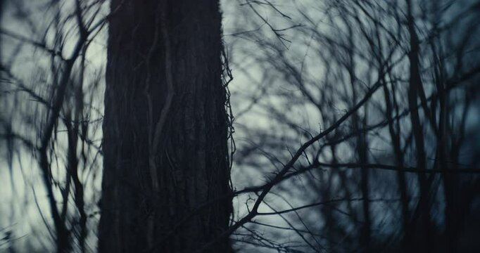 Mangled dead trees in a cold ominous forest 