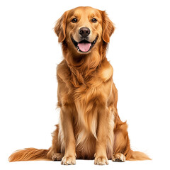 golden retriever puppy on isolated transparent background