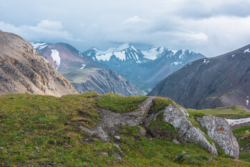 Obraz premium Scenic mountain landscape with alpine flowers on beautiful grassy rock against few big snowy pointy peaks far away. Vivid green grass rocky hill with view to three large snow peaked tops in cloudy sky