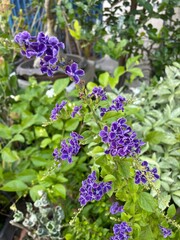 Golden Dewdrop, Pigeon Berry, Sky Flower