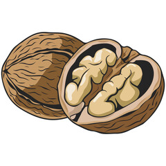 Walnut illustration