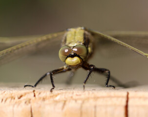 Großer Blaupfeil - Black-tailed Skimmer