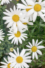 マーガレットの花たち