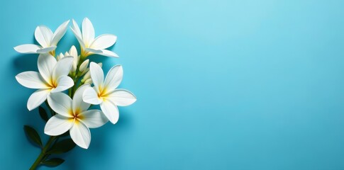 Fototapeta premium Elegant white flowers arranged in asymmetrical formation on blue, detail, beauty