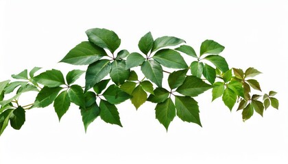 Fototapeta premium Vibrant green leaves arranged elegantly, showcasing nature's beauty and variety, perfect for environmental themes.