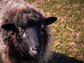 Close-up of a black-faced sheep with curly wool and straw in its fleece, looking at the camera in a sunlit field.