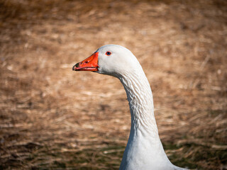 Close-up of a white goose with an orange beak and blue eyes, standing outdoors on dry grass in sunlight. Farm bird in natural setting.