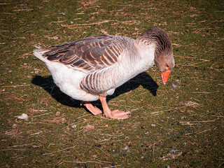 Greylag goose foraging on grassy ground with its head down, captured in natural sunlight showing feather detail and feeding behavior.