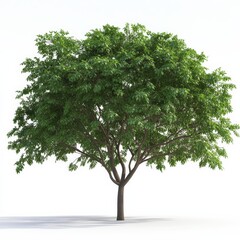 Obraz premium Majestic Tree with Lush Green Leaves Standing Tall on a White Background, casting a soft shadow on the ground below, nature's beauty unveiled.