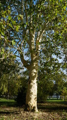 The trunk, bark, leaves and fruits of Platanus occidentalis, also known as the American, London plane tree. Bark of the sycamore tree. Maple. Sycamore. Different colors of the tree trunk. Platan. n
