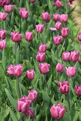 Field of blooming purple tulips in spring