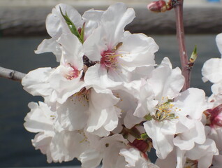 アーモンドの花
