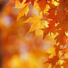 Obraz premium Autumn Splendor: A Close-Up View of Golden Maple Leaves Bathed in Sunlight on a Serene Fall Day