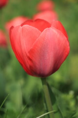 Close-up of a red tulip in bloom