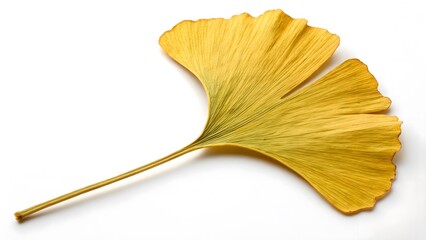 Ginkgo Biloba Leaf with a Fan-Shaped Form, Isolated on a White Background, symbolizing longevity and resilience, Clean and Elegant Plant Photography