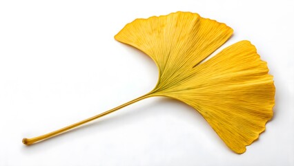 Naklejka premium Ginkgo Biloba Leaf with a Fan-Shaped Form, Isolated on a White Background, symbolizing longevity and resilience, Clean and Elegant Plant Photography