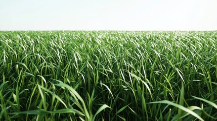 Green Grass Field Landscape with Bright Sky on a Sunny Day