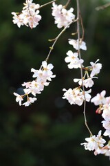 しだれ桜