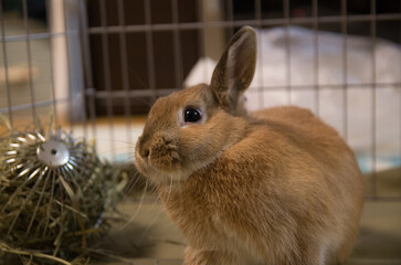 ネザーランドドワーフ