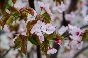 エゾヤマザクラ