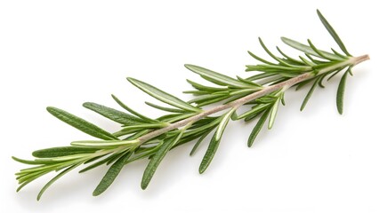 Fototapeta premium Sprig of Rosemary with Needle-Like Leaves, Isolated on a White Background, widely used for cooking and natural remedies, High-Quality Herbal Stock Image