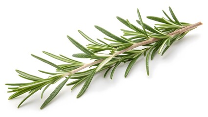 Fototapeta premium Sprig of Rosemary with Needle-Like Leaves, Isolated on a White Background, widely used for cooking and natural remedies, High-Quality Herbal Stock Image