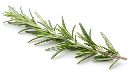 Fototapeta premium Sprig of Rosemary with Needle-Like Leaves, Isolated on a White Background, widely used for cooking and natural remedies, High-Quality Herbal Stock Image